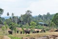 A herd of elephants roam freely in natural surroundings