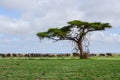 A herd of elephants in the savannah, Amboseli National Park, Kenya Royalty Free Stock Photo