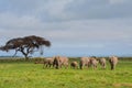 A herd of elephants in the savannah, Amboseli National Park, Kenya Royalty Free Stock Photo