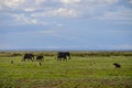 A herd of elephants in the savannah, Amboseli National Park, Kenya Royalty Free Stock Photo