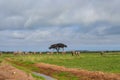 A herd of elephants in the savannah, Amboseli National Park, Kenya Royalty Free Stock Photo