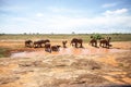 a herd of elephants in the savannah of east Africa drinking at a waterhole Royalty Free Stock Photo