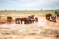 a herd of elephants in the savannah of east Africa drinking at a waterhole Royalty Free Stock Photo