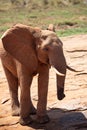 a herd of elephants in the savannah of east Africa drinking at a waterhole Royalty Free Stock Photo