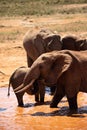 a herd of elephants in the savannah of east Africa drinking at a waterhole Royalty Free Stock Photo