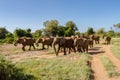 Herd elephants in the savannah