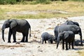 Herd of elephants in search of water