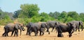 Herd of Elephants standing dusting themselves on the dry dusty African Plains in Hwange National Park, Zimbabwe Royalty Free Stock Photo