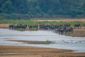 Herd of elephants standing at the water of an African river, some are drinking Royalty Free Stock Photo