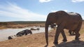 Herd of elephants swimming in a pond in Addo Elephant Park, South Africa Royalty Free Stock Photo