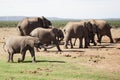 Herd of Elephants