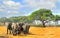 Herd of elephants walking across the dry arid plains in Hwange National Park, Zimbabwe Royalty Free Stock Photo