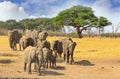 Herd of elephants walking across the dry arid plains in Hwange National Park, Zimbabwe Royalty Free Stock Photo