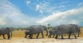 Scenic view of a herd of elephants walking across the dry african savannah in Hwange National Park, Zimbabwe Royalty Free Stock Photo