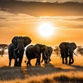 herd of elephants walking across dry grass field at sunset with the sun in the