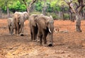 Herd of elephants walking through the african bush in a straight line, Zambia, southern africa