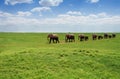 Herd of elephants walking at the African pasture Royalty Free Stock Photo