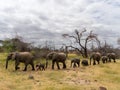 Herd of elephants walking as a family in the savannah Royalty Free Stock Photo