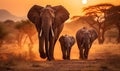 Herd of Elephants Walking Down a Dirt Road Royalty Free Stock Photo