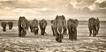 Herd of elephants walking group on the African savannah at photographer Royalty Free Stock Photo