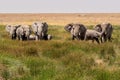 herd of elephants walking group on the African savannah. Royalty Free Stock Photo