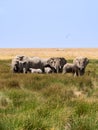 herd of elephants walking group on the African savannah. Serengeti national park, Tanzania Royalty Free Stock Photo