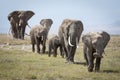 Herd of elephants walking in line amongst egrets in the open and grassy plains of Amboseli in Kenya Royalty Free Stock Photo