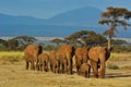 Herd of elephants Royalty Free Stock Photo