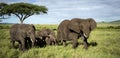 Herd of Elephants walking, Serengeti Royalty Free Stock Photo