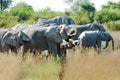 Herd of Elephants drinking in small creek in the wild of Okavango Delta, Botswana. Young elephant looking to camera. Royalty Free Stock Photo