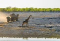 A herd of Elephants walking throwing up dust while a giraffe is walking away Royalty Free Stock Photo