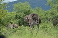 A herd of Elephants wandering around at the Kruger National Park,South Africa.