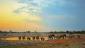 Herd of elephants at a waterhole Royalty Free Stock Photo