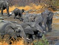 Herd of elephants at a waterhole Royalty Free Stock Photo