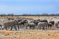 Herd of elephants at a waterhole Royalty Free Stock Photo