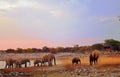 Herd of elephants at a waterhole Royalty Free Stock Photo