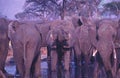 Herd of elephants at waterhole,oil painting Royalty Free Stock Photo