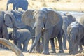 Herd of elephants at a waterhole with one large one looking directly ahead
