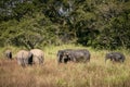 Herd of elephants in wild nature