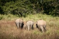 Herd of elephants in wild nature