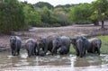 A herd of elephants at Yala National Park in southern Sri Lanka. Royalty Free Stock Photo