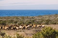 A herd of elk on California coast Royalty Free Stock Photo