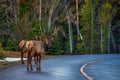 Elk Crossing The Road In Banff Royalty Free Stock Photo