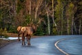 Elk Crossing The Road In Banff Royalty Free Stock Photo