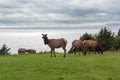 Herd of Elk at Ecola State Park spring season