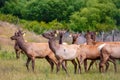 Elk bred on a farm for their antler velvet in Canterbury, New Zealand Royalty Free Stock Photo