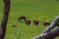 A herd of elk grazing on a lush green field Royalty Free Stock Photo