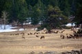 Herd of Elk Grazing and Resting in a Field with Trees and Snow Royalty Free Stock Photo