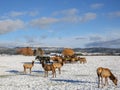 A herd of elk and a horse drawn sleigh outside of Donalley, Idaho