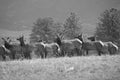 Herd of Elk on Mount Princeton